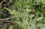 Smooth amaranth <BR>Smooth pigweed